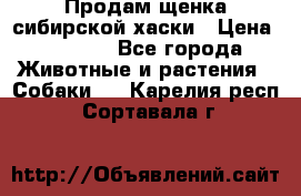 Продам щенка сибирской хаски › Цена ­ 8 000 - Все города Животные и растения » Собаки   . Карелия респ.,Сортавала г.